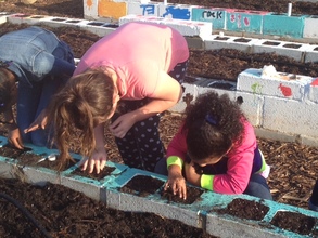 Benzor girls plant carrot seed.