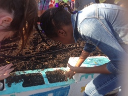 Second graders plants carrot seed.